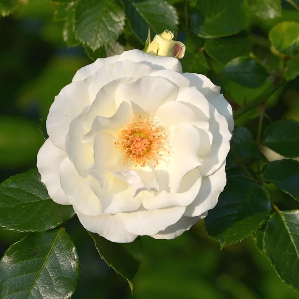 足球下注街机游戏